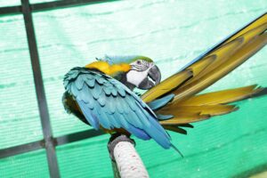 loro azul